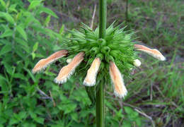 Sivun Leonotis ocymifolia var. raineriana (Vis.) Iwarsson kuva