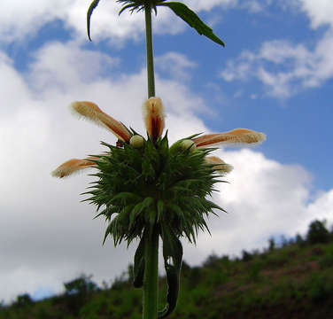 Leonotis ocymifolia var. raineriana (Vis.) Iwarsson resmi