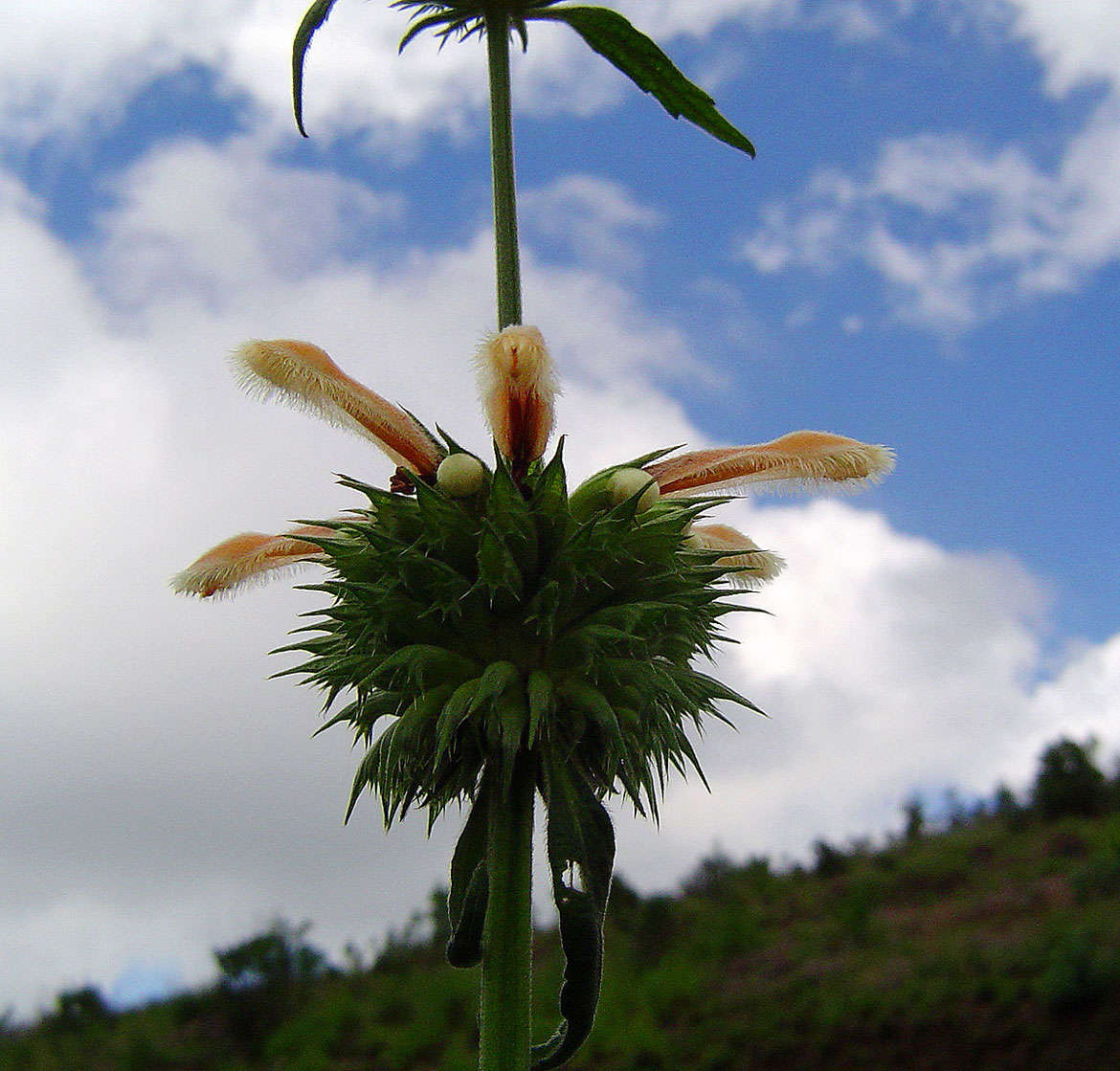 Sivun Leonotis ocymifolia var. raineriana (Vis.) Iwarsson kuva