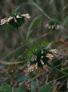 Sivun Leonotis ocymifolia var. raineriana (Vis.) Iwarsson kuva