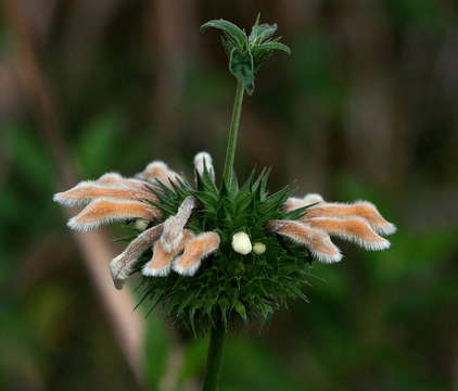 Sivun Leonotis ocymifolia var. raineriana (Vis.) Iwarsson kuva