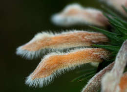 Sivun Leonotis ocymifolia var. raineriana (Vis.) Iwarsson kuva