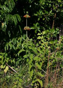 Sivun Leonotis ocymifolia var. raineriana (Vis.) Iwarsson kuva