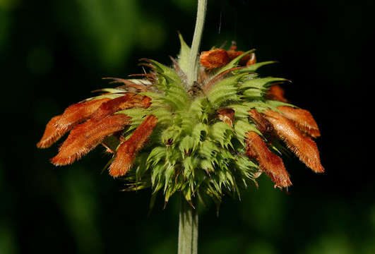 Image of Leonotis ocymifolia var. raineriana (Vis.) Iwarsson