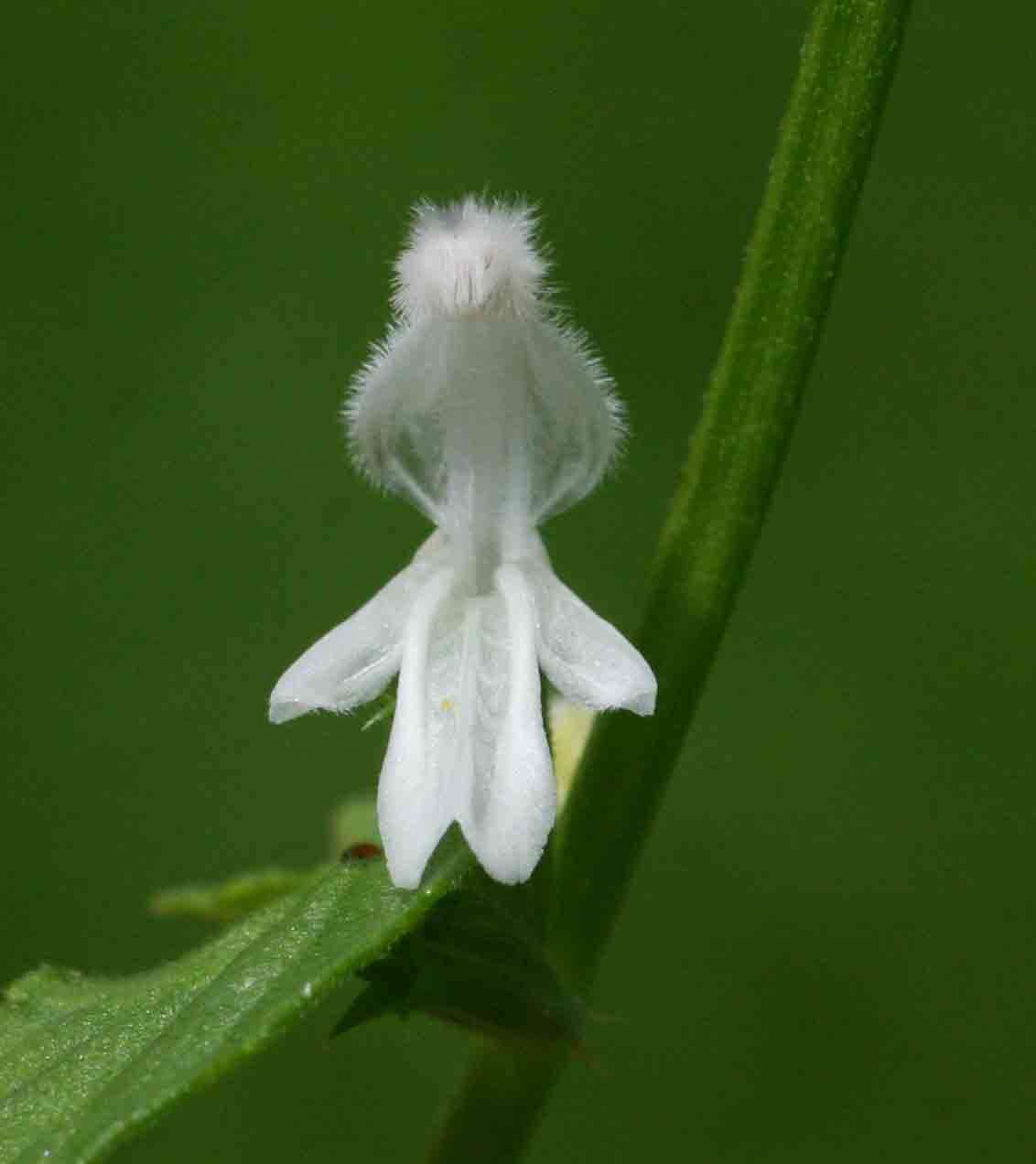 Image of Leucas glabrata (Vahl) Sm.
