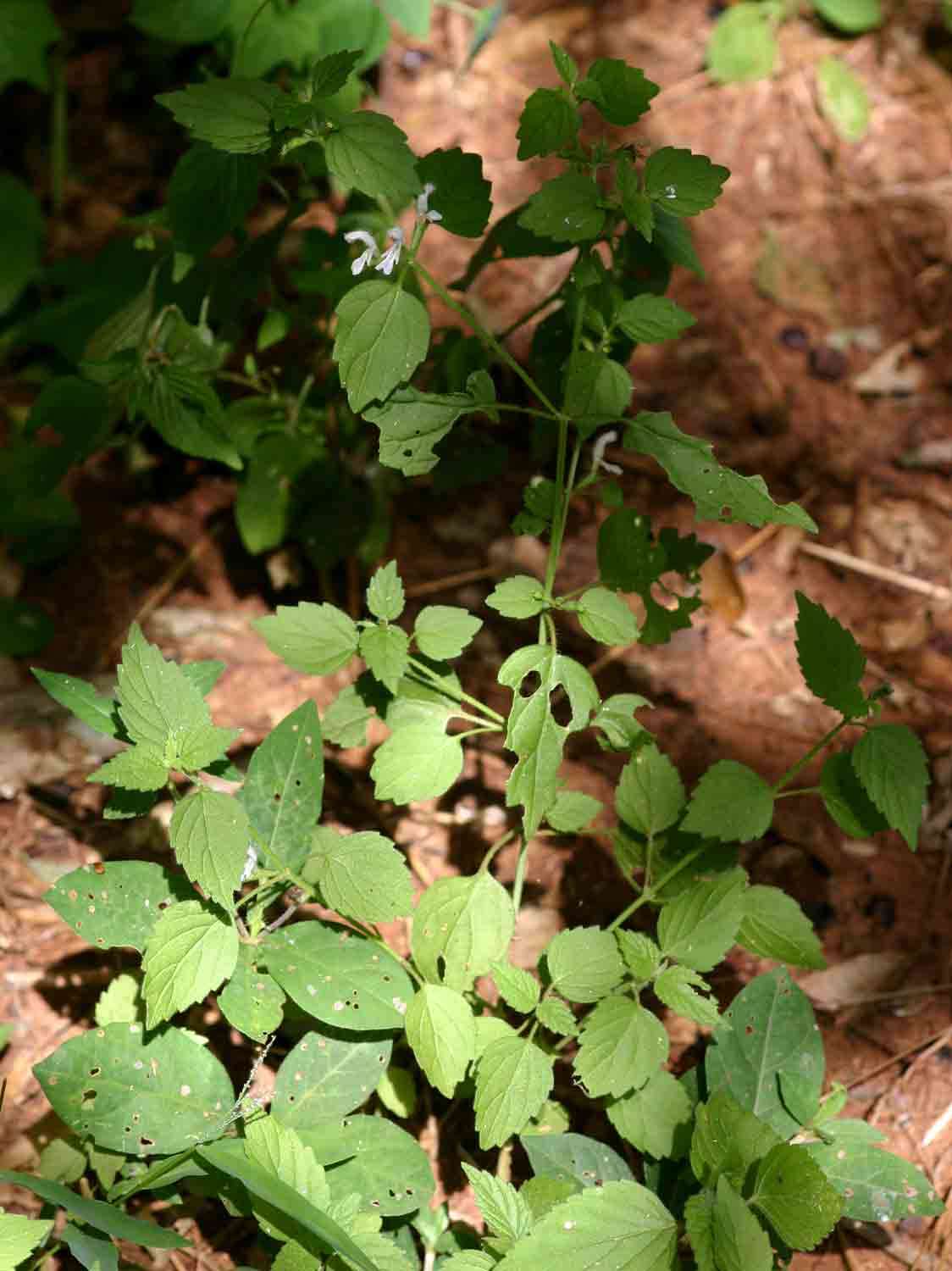 Image of Leucas glabrata (Vahl) Sm.