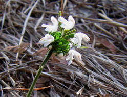 Image of Leucas milanjiana Gürke