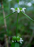 Image of Leucas milanjiana Gürke