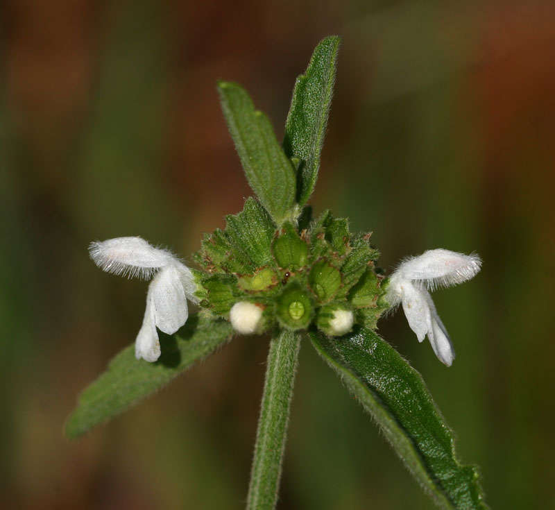 Image of Leucas milanjiana Gürke