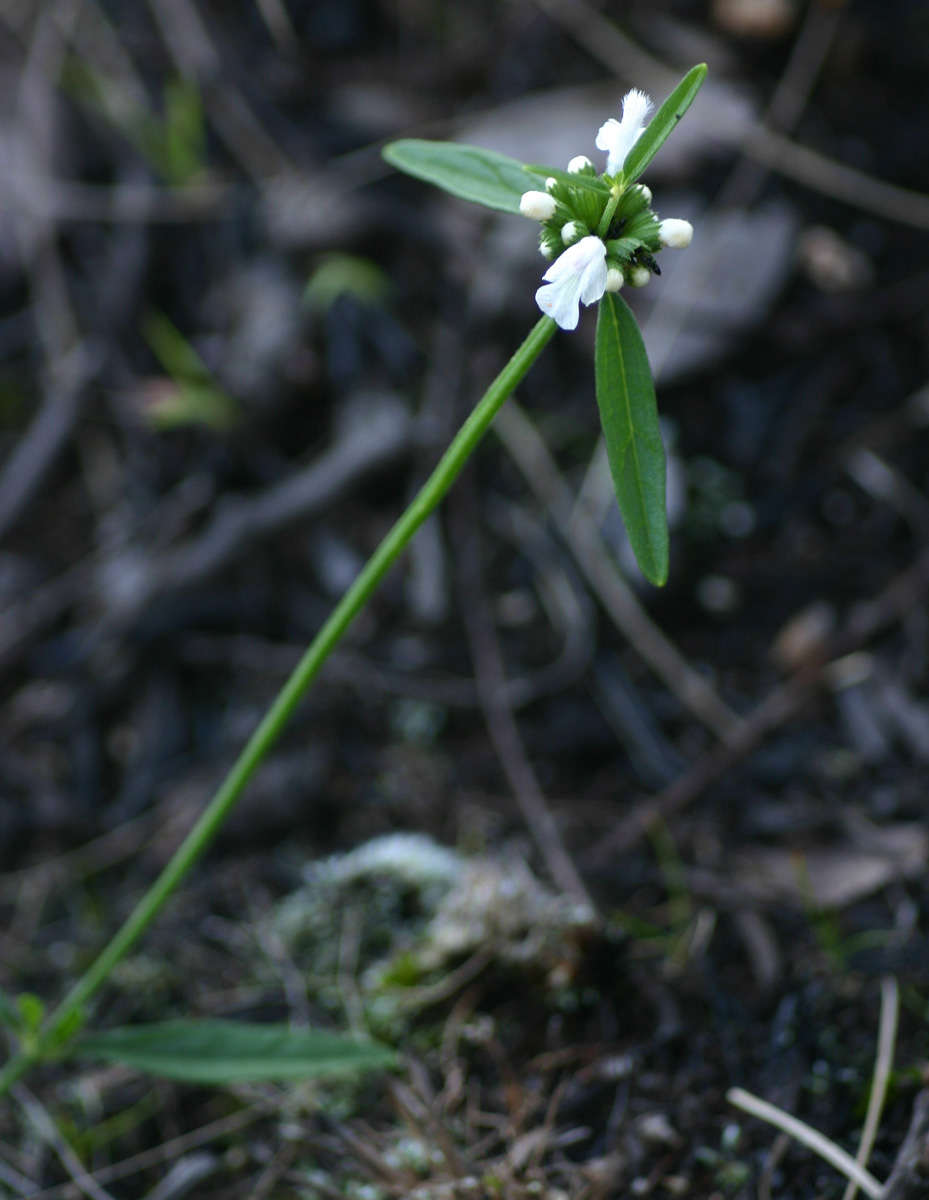 Image of Leucas milanjiana Gürke