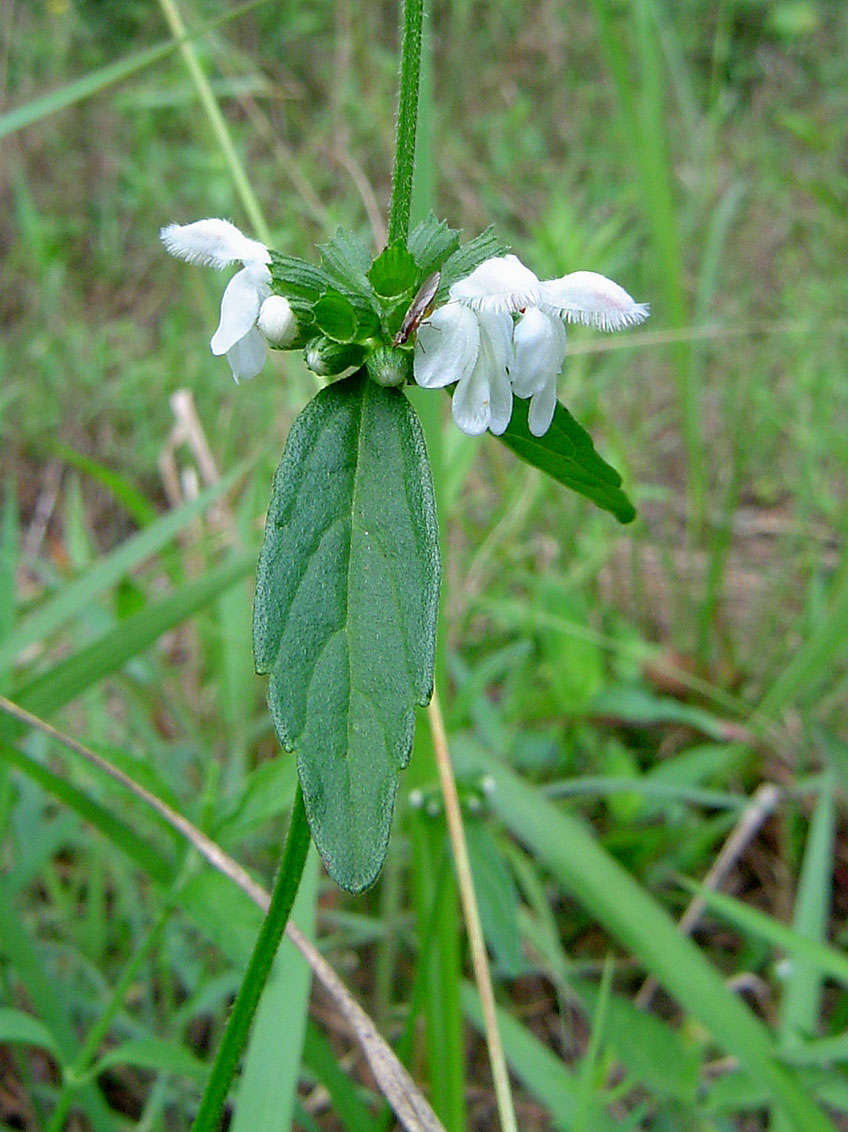 Image of Leucas milanjiana Gürke