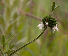 Image of Leucas milanjiana Gürke