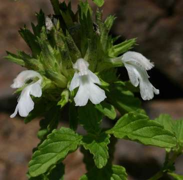 Image of Leucas sexdentata Skan