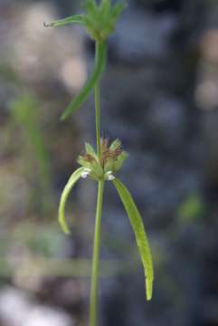 Image of Leucas songeana Sebald