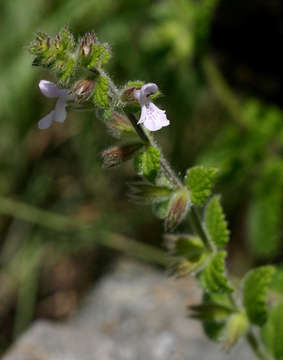 Image de Stachys aethiopica L.