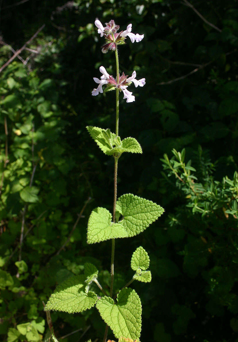 Image of African stachys