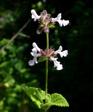 Image of African stachys