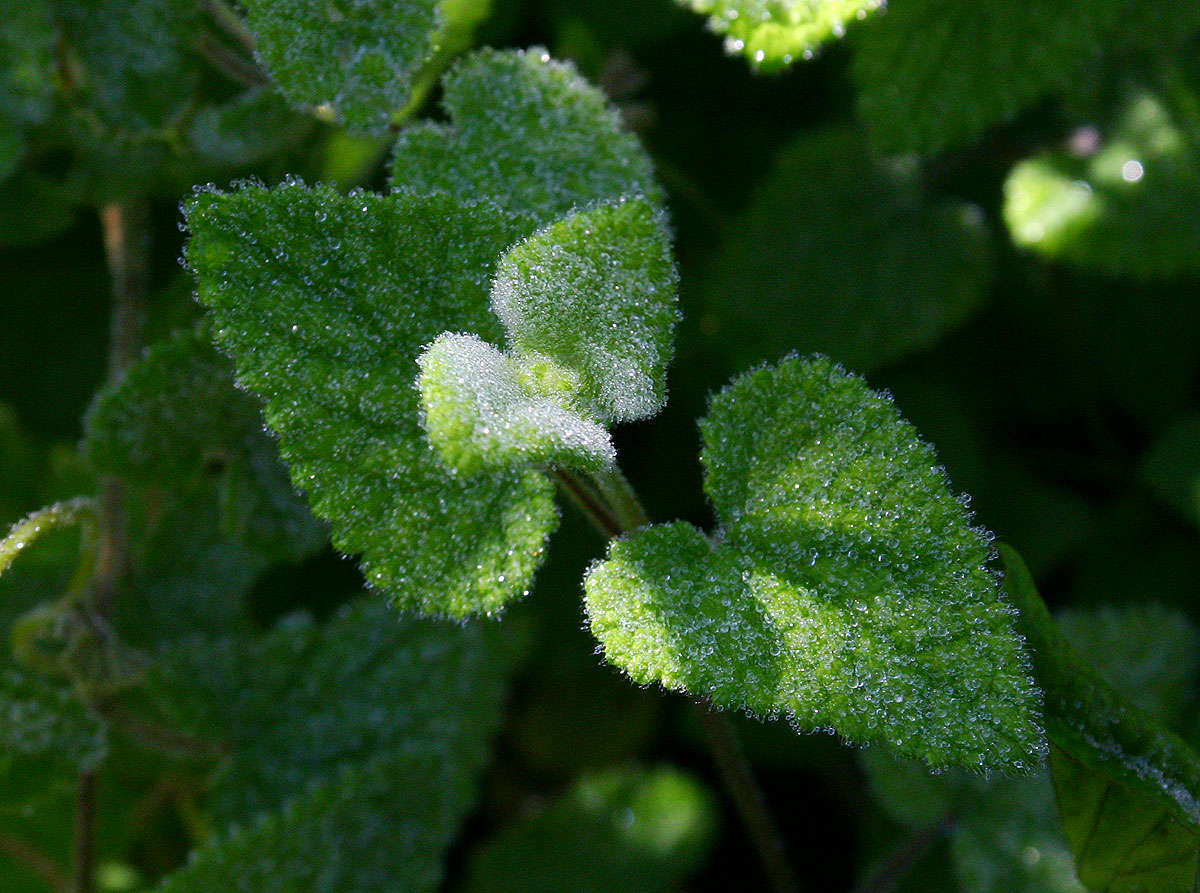 Image of African stachys