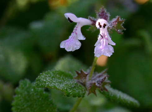 Image of African stachys