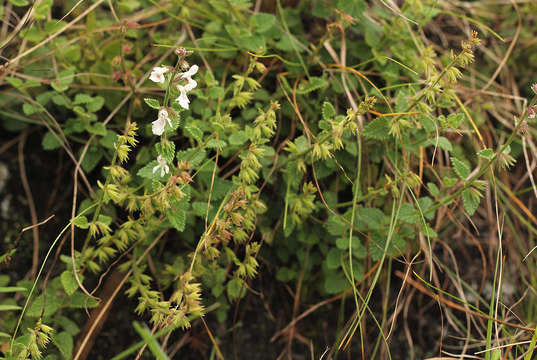 Image of African stachys