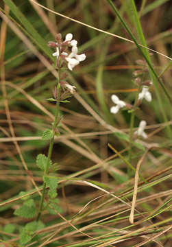 Image of African stachys