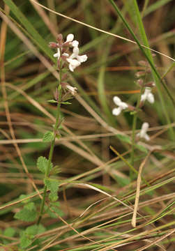 Слика од Stachys aethiopica L.