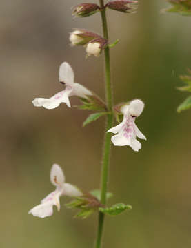 Image of African stachys