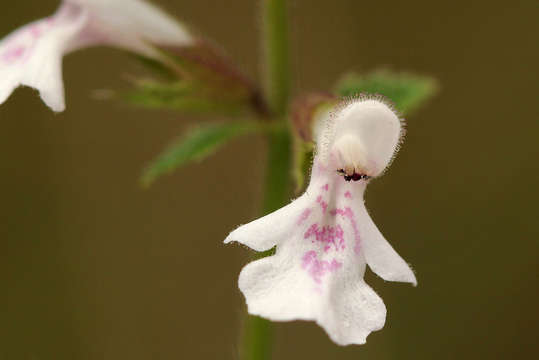 Image of African stachys