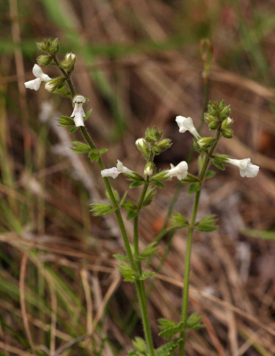 Слика од Stachys aethiopica L.