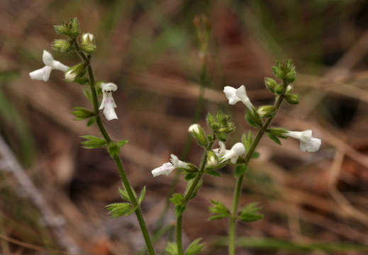 Image of African stachys