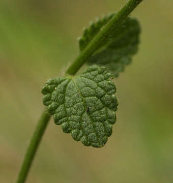 Image de Stachys aethiopica L.