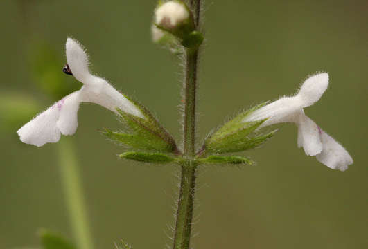 Image of African stachys