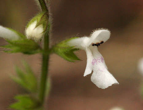 Слика од Stachys aethiopica L.