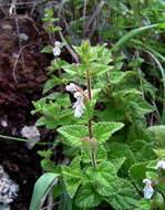 Image of African stachys