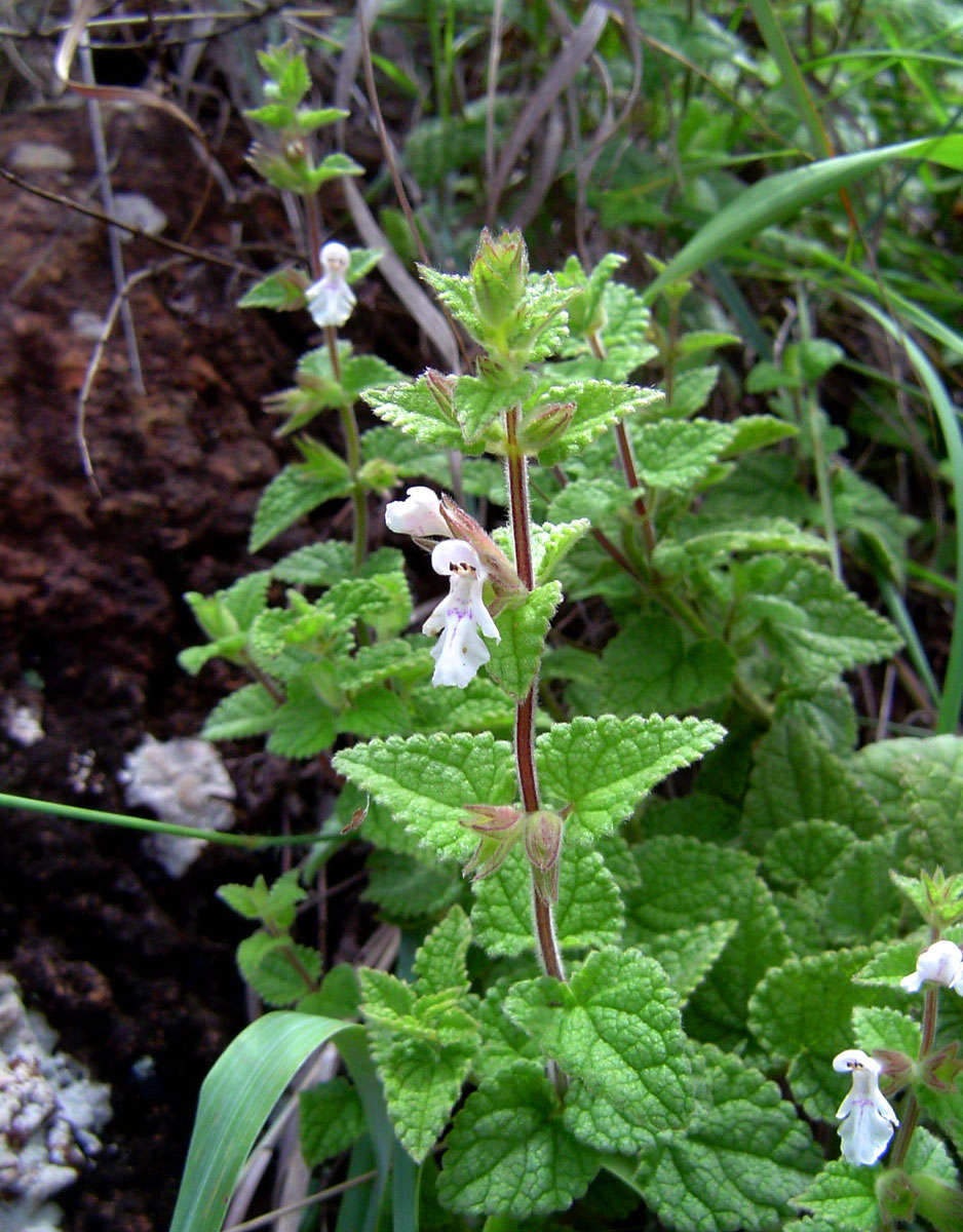 Image of African stachys