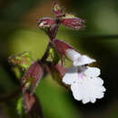 Image of Stachys grandifolia E. Mey.
