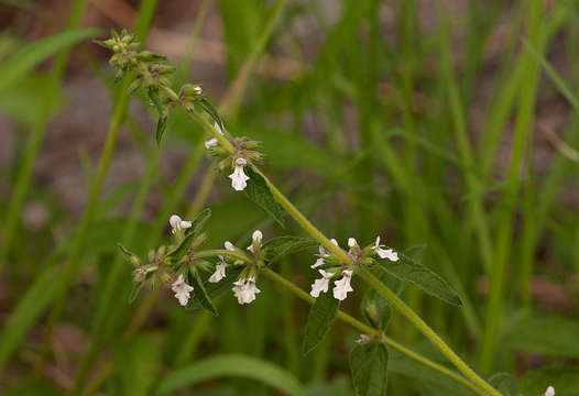 Слика од Stachys pseudonigricans Gürke