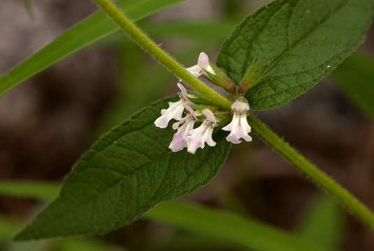 Слика од Stachys pseudonigricans Gürke