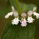 Слика од Stachys pseudonigricans Gürke