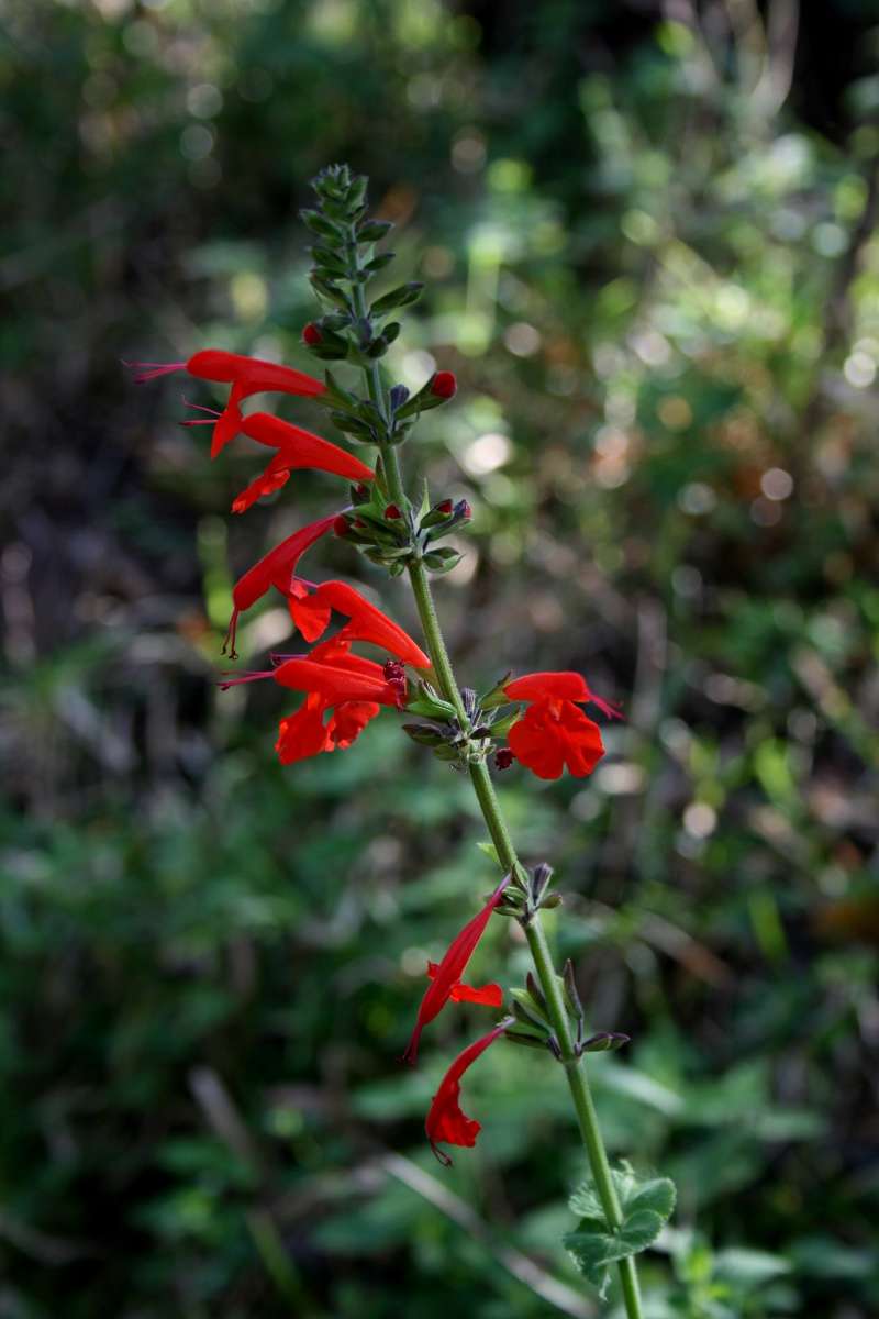 Imagem de Salvia coccinea Buc'hoz ex Etl.