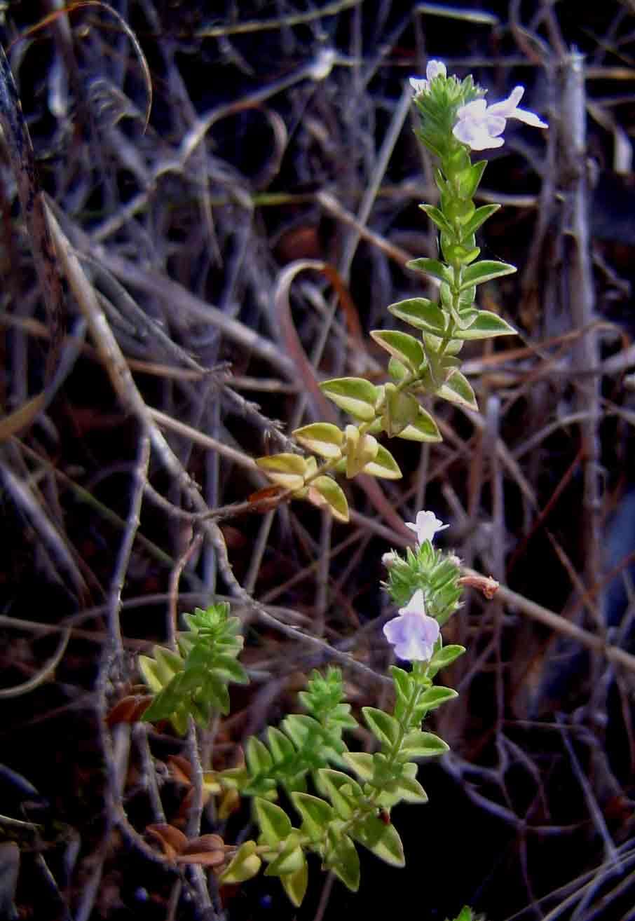 Image of Micromeria imbricata (Forssk.) C. Chr.