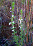 Micromeria imbricata (Forssk.) C. Chr.的圖片