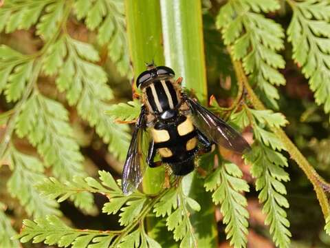 Image of three-lined hoverfly