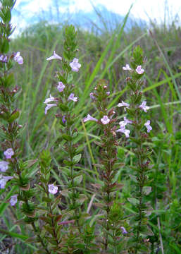 Image of Micromeria imbricata (Forssk.) C. Chr.