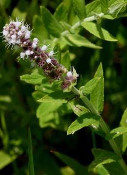 Image of Horse Mint