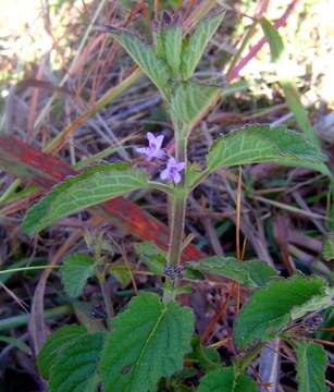 Image of Pignut