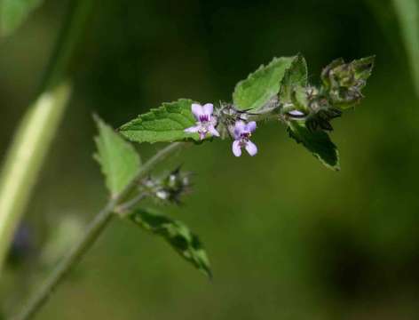 Image of Pignut