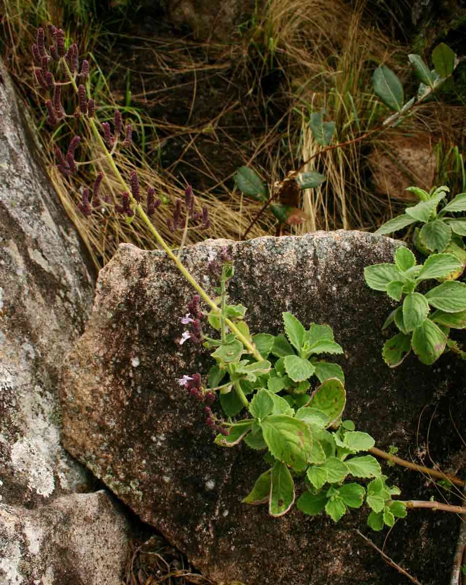 Image of Aeollanthus