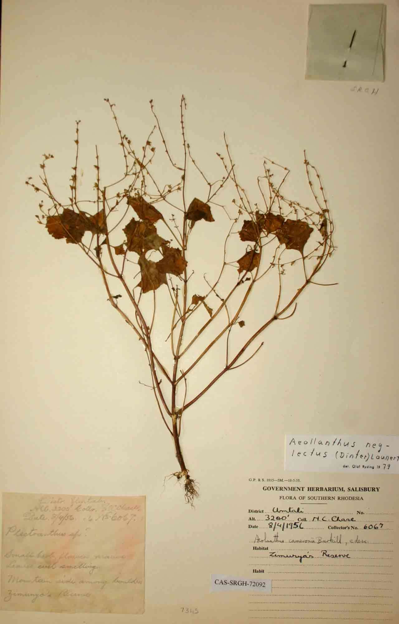 Image of Aeollanthus neglectus (Dinter) Launert