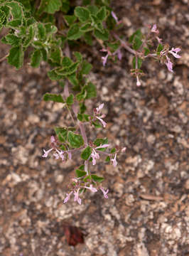 Image of Aeollanthus rehmannii Gürke